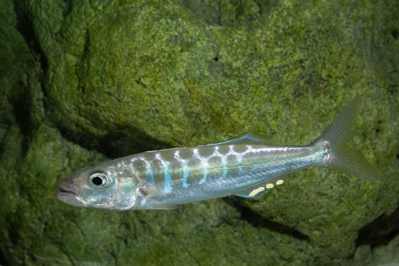 Bathybates fasciatus 'Sibwesa'